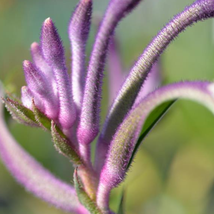 Anigozanthos Celebrations Carnivale