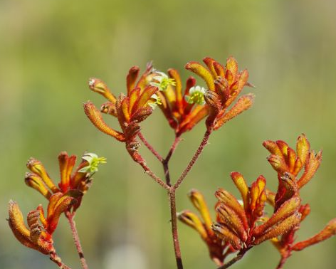 Anigozanthos Orange Cross