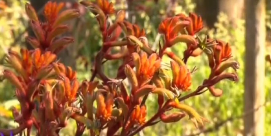 Anigozanthos hybrid Amber Velvet