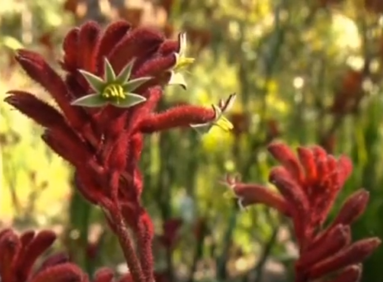 Anigozanthos hybrid Ruby Velvet