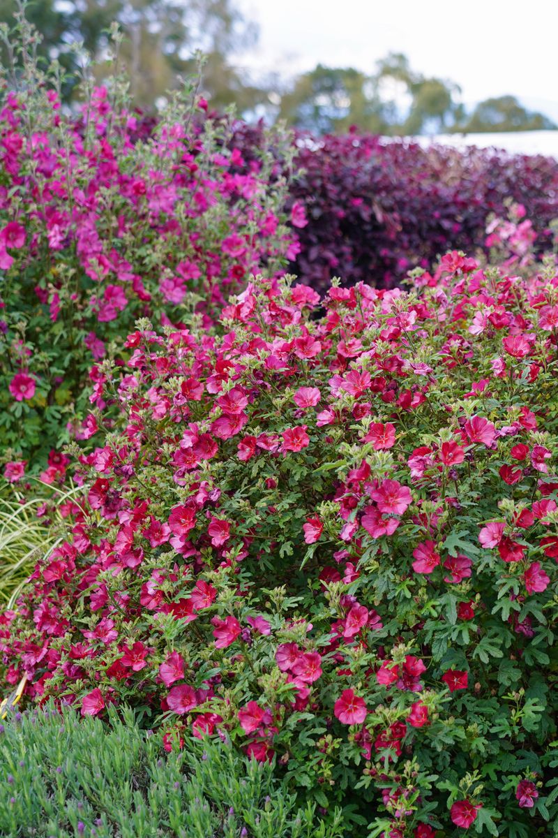 Anisodontea CARNIVAL LIGHTS™ ‘Candy Apple’