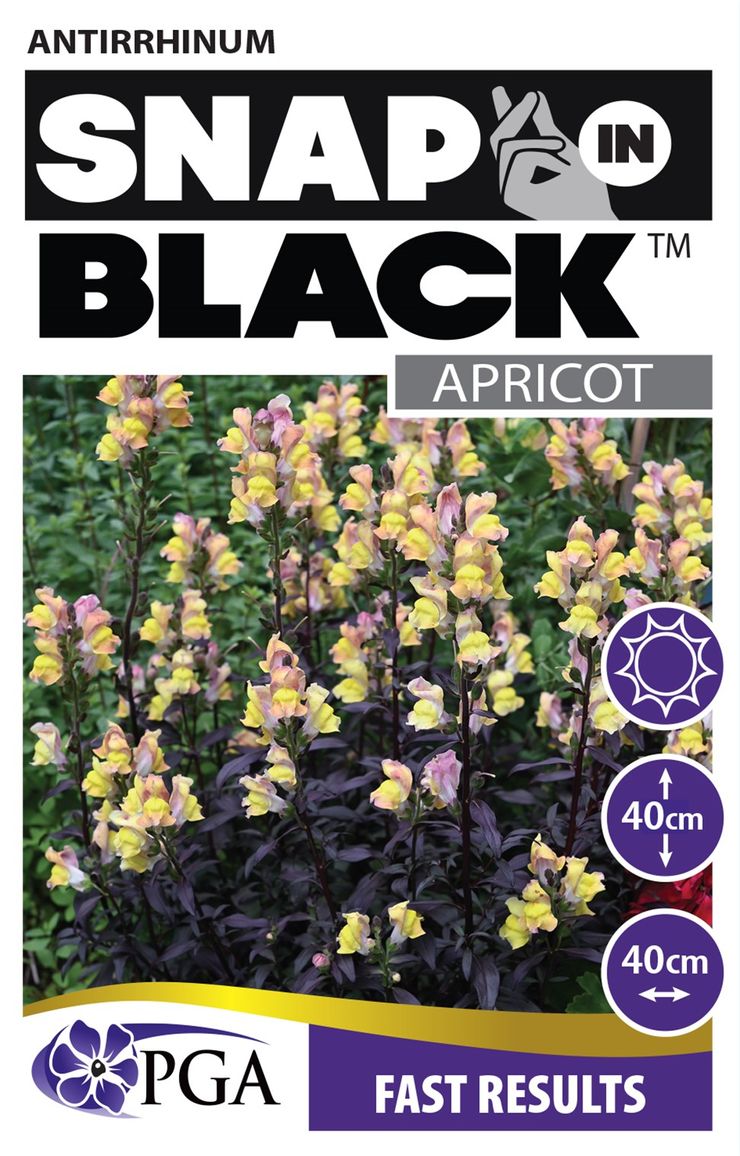 Antirrhinum SNAP IN BLACK™ ‘Apricot’