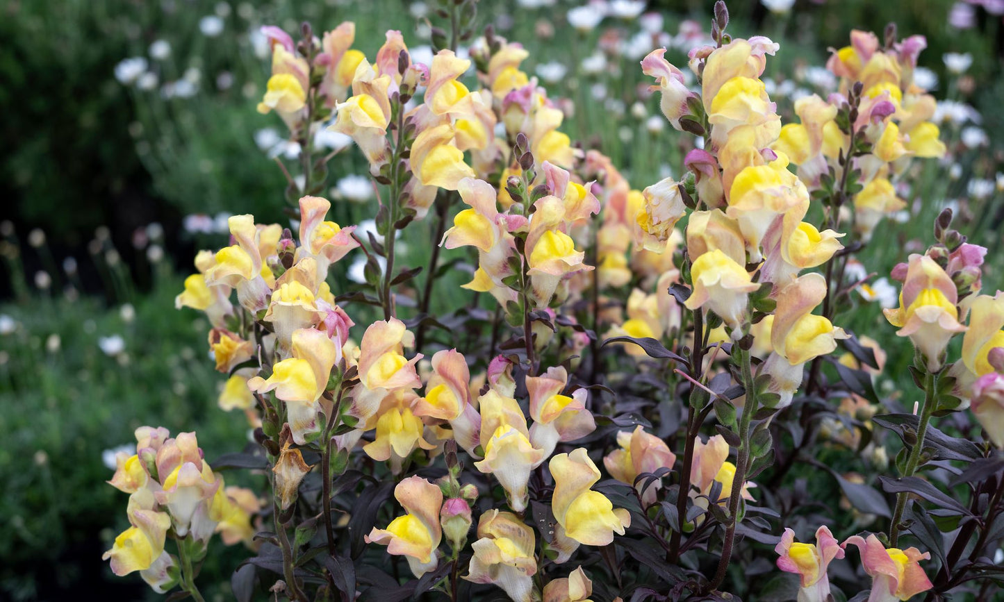 Antirrhinum SNAP IN BLACK™ ‘Apricot’
