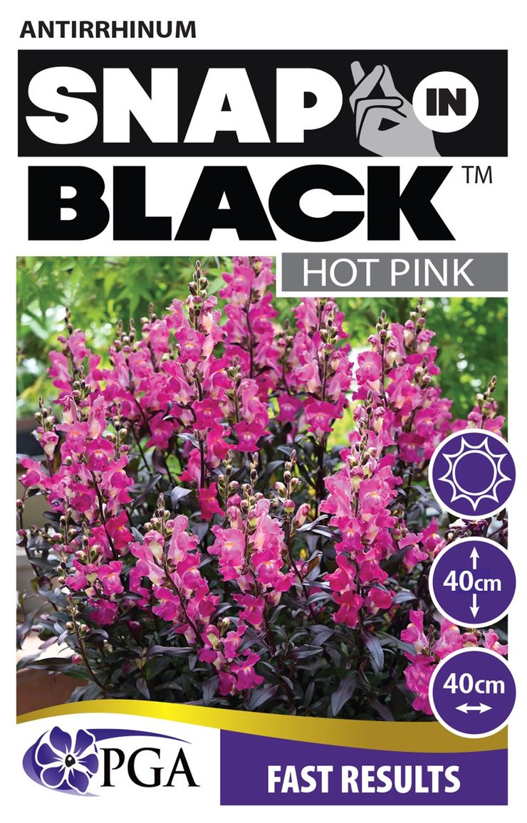 Antirrhinum  SNAP IN BLACK™ ‘Hot Pink’