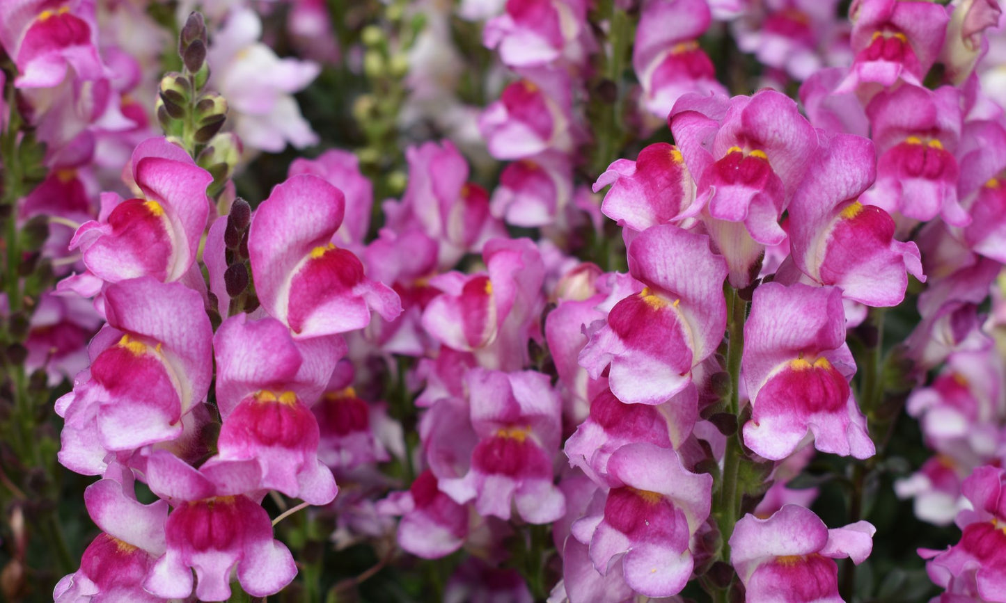Antirrhinum SNAP IN BLACK™ ‘Raspberry’