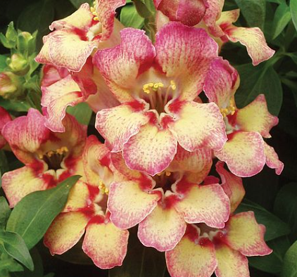 Antirrhinum copper apricot