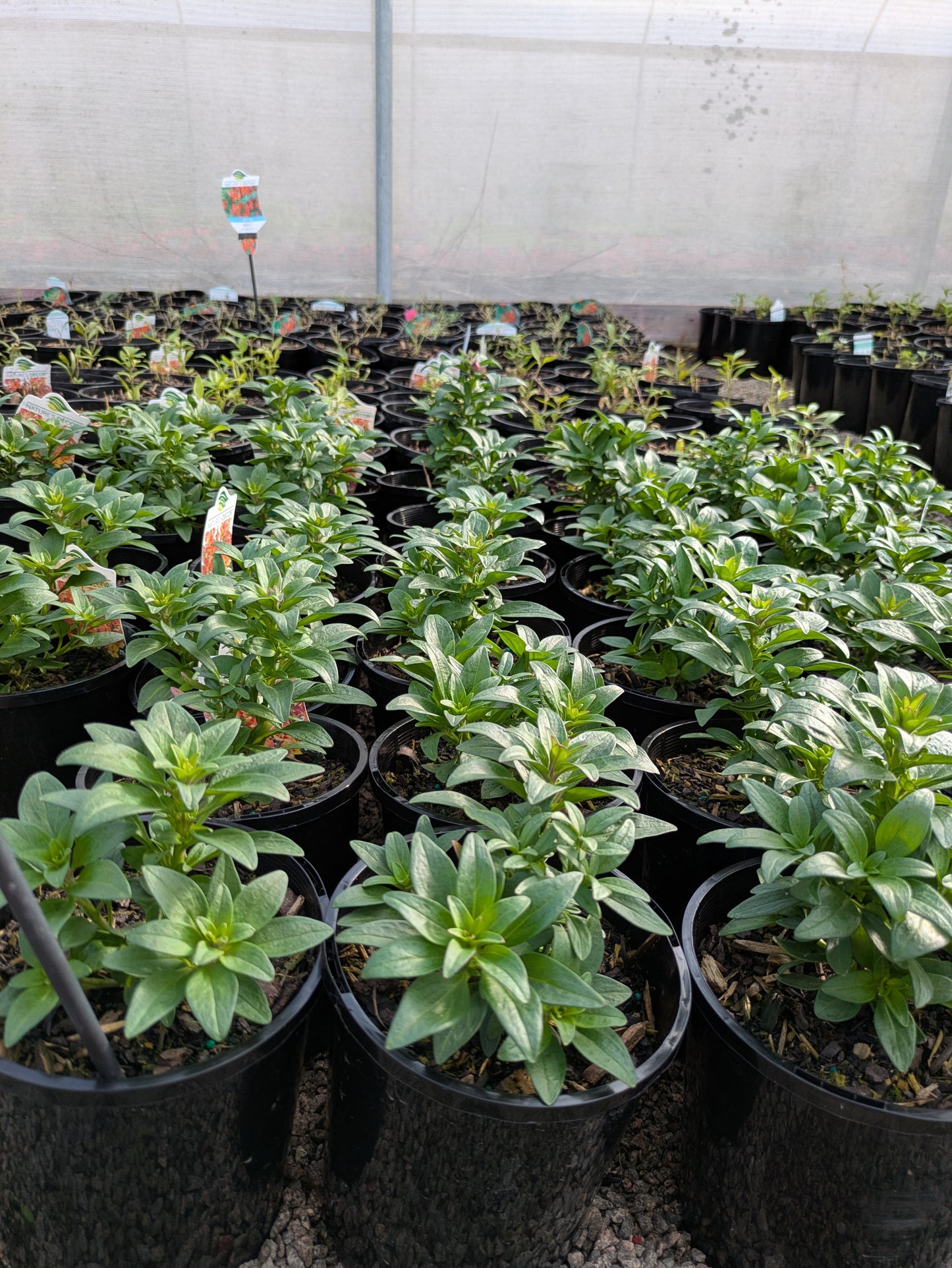 Antirrhinum copper apricot