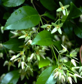 Aphanopetalum resinosum
