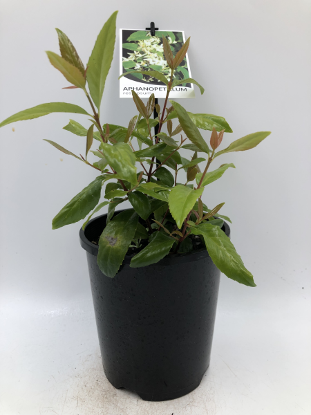 Aphanopetalum resinosum