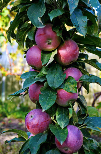 Apple - Cumulus™ Malus domestica Columnar