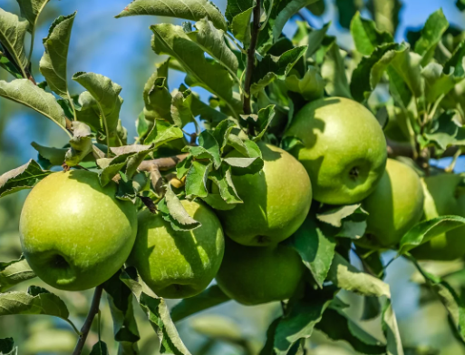 Apple - Granny Smith