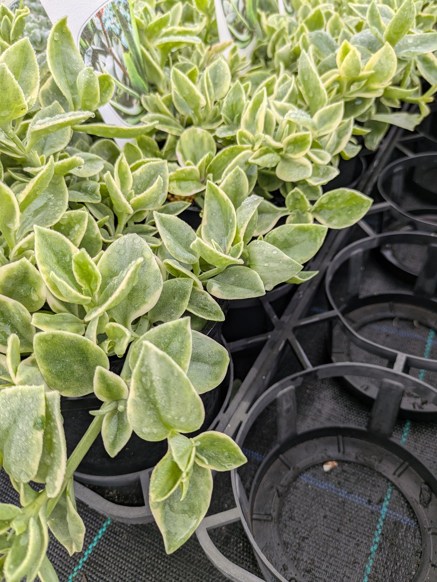 Aptenia cordifolia variegata