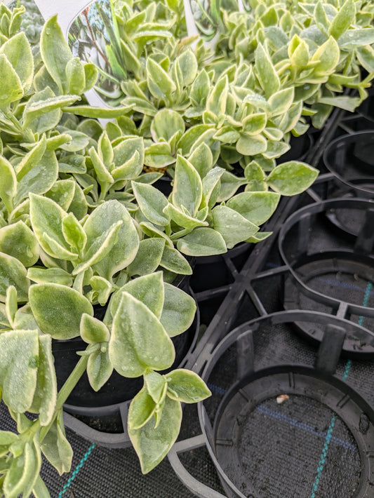 Aptenia cordifolia variegata