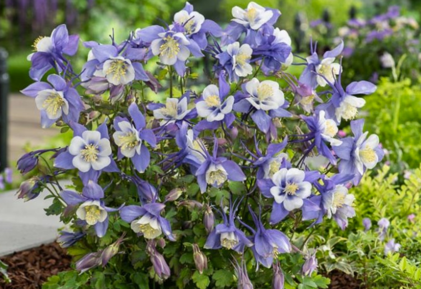 Aquilegia Blue and White