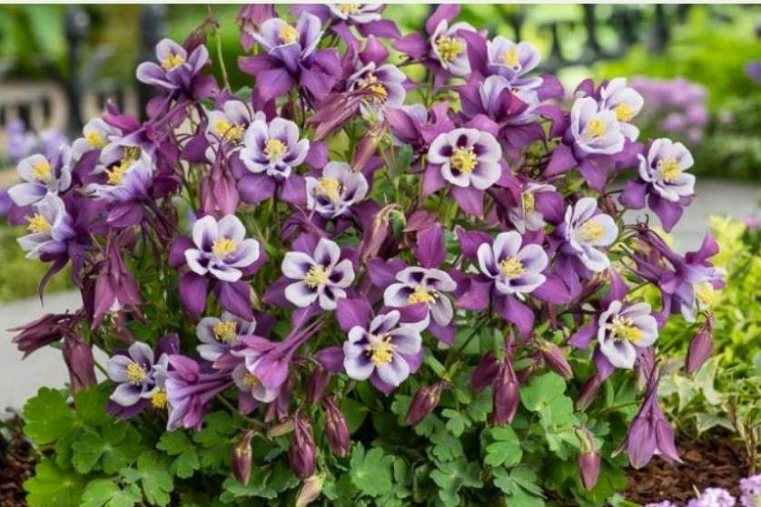 Aquilegia Purple and White