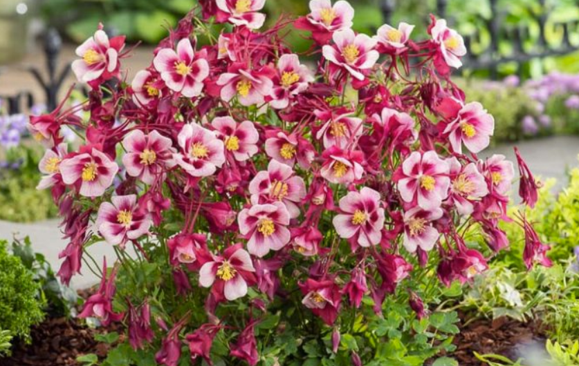 Aquilegia Red and White