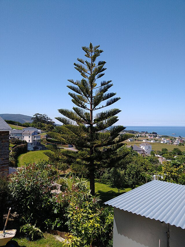 Araucaria heterophylla