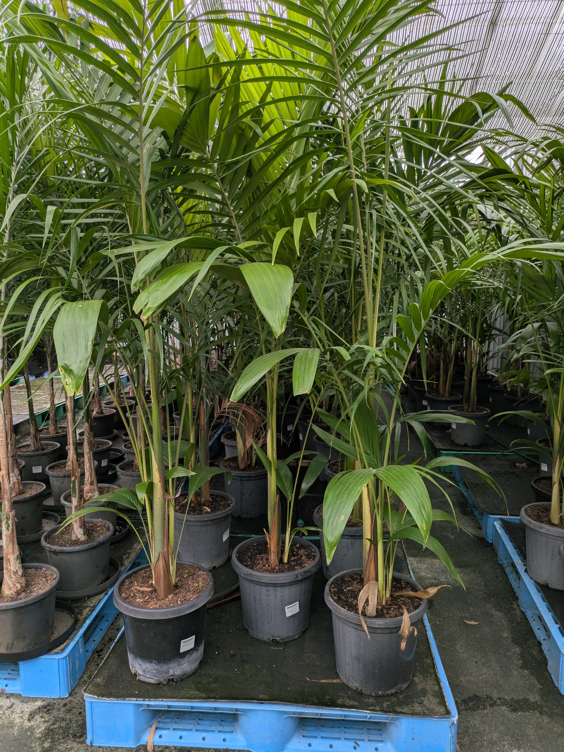 the plant broker
