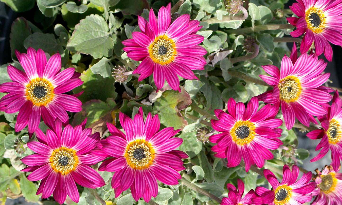 Arctotis ‘Silverdust Pink’