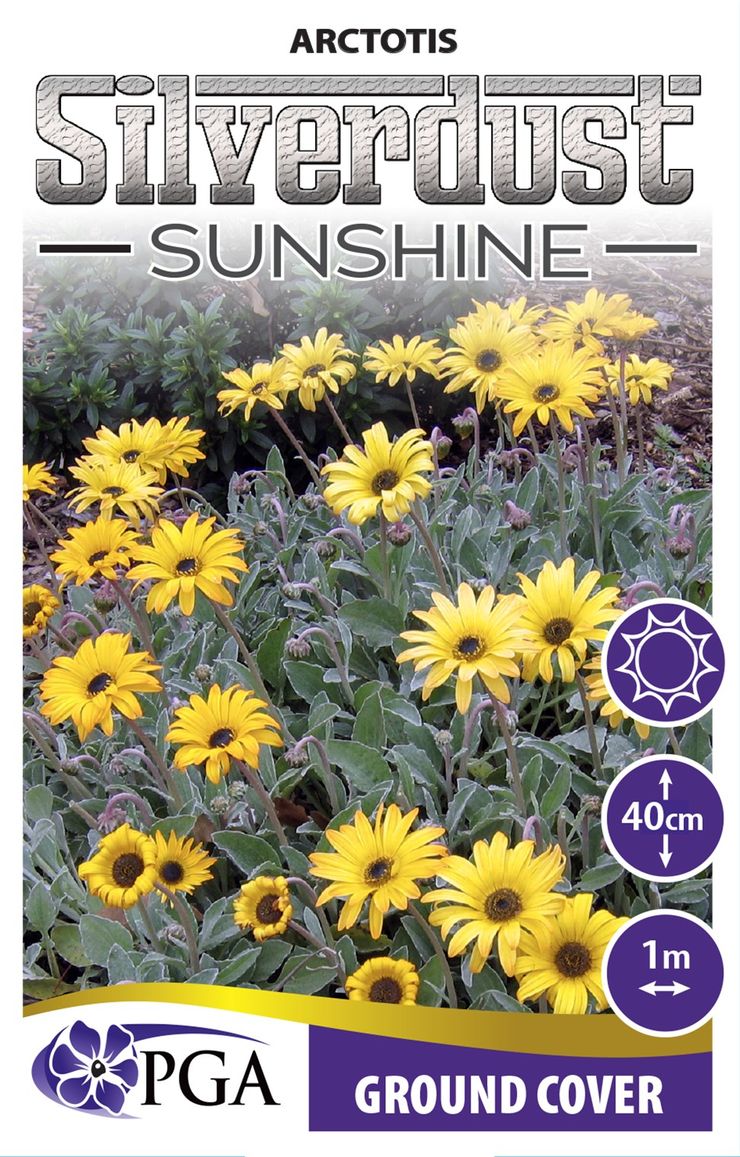 Arctotis ‘Silverdust Sunshine’