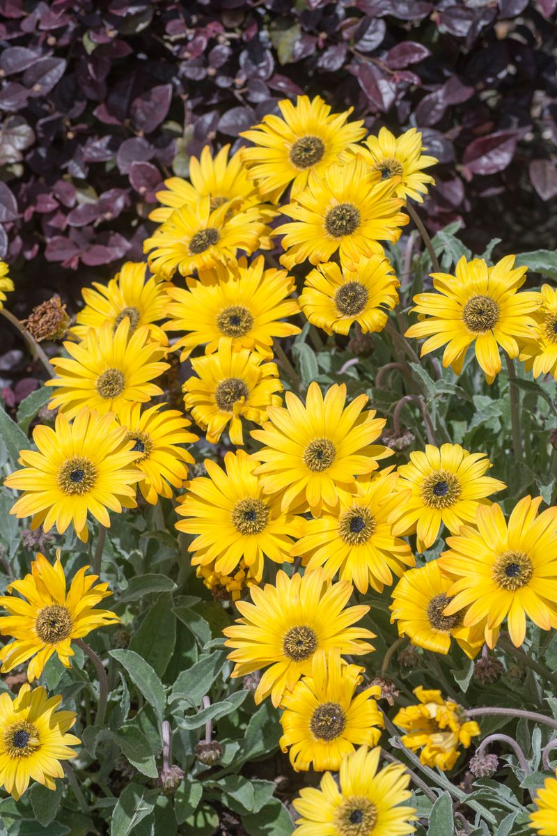 Arctotis ‘Silverdust Sunshine’
