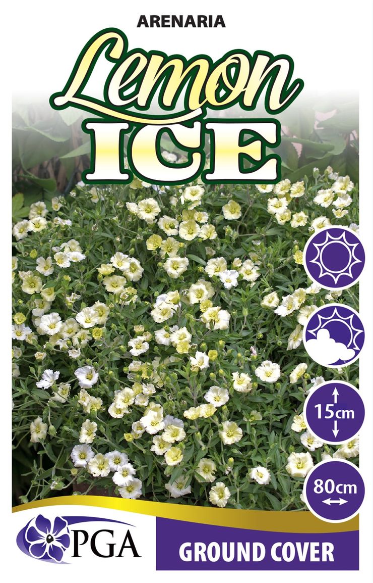 Arenaria ‘Lemon Ice’