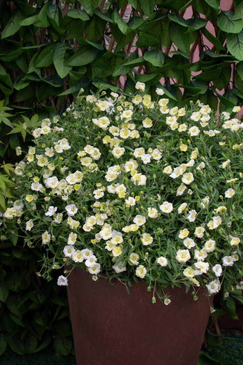 the plant broker