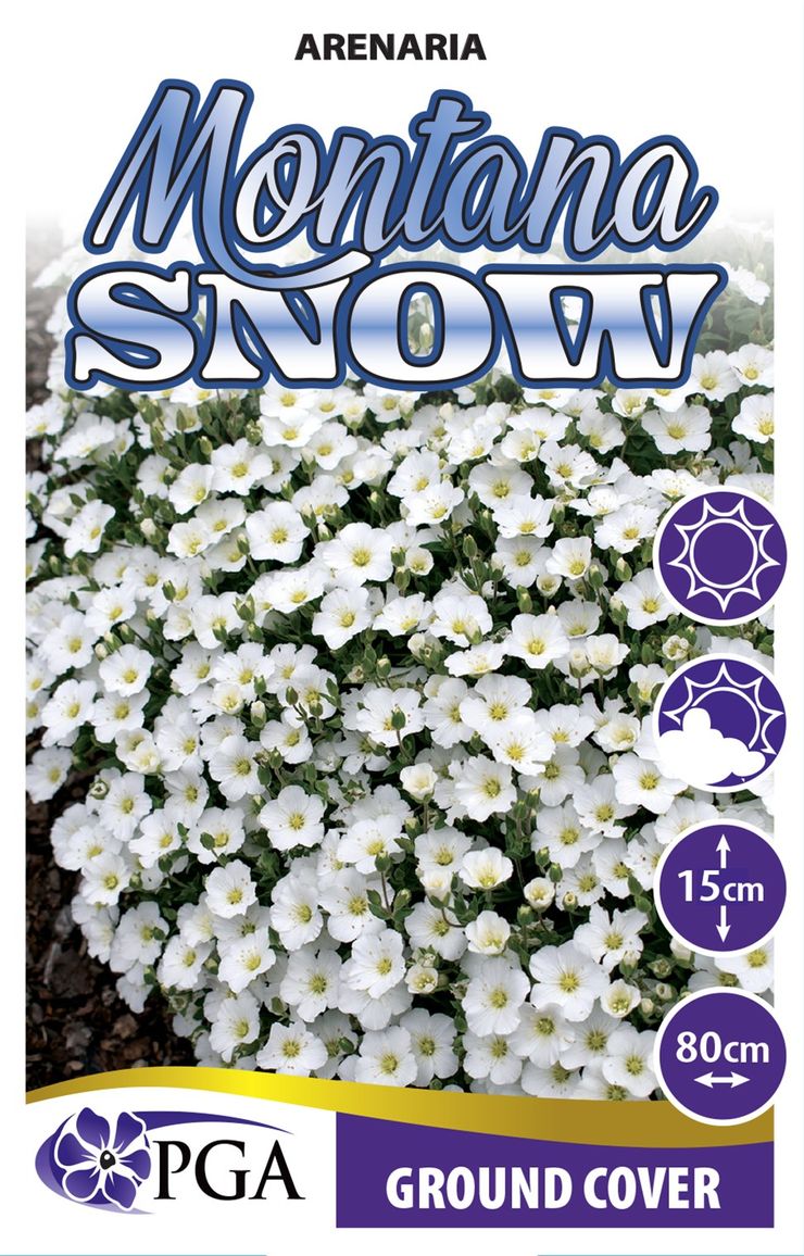 Arenaria ‘Montana Snow’