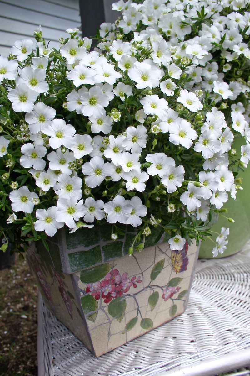 Arenaria ‘Montana Snow’