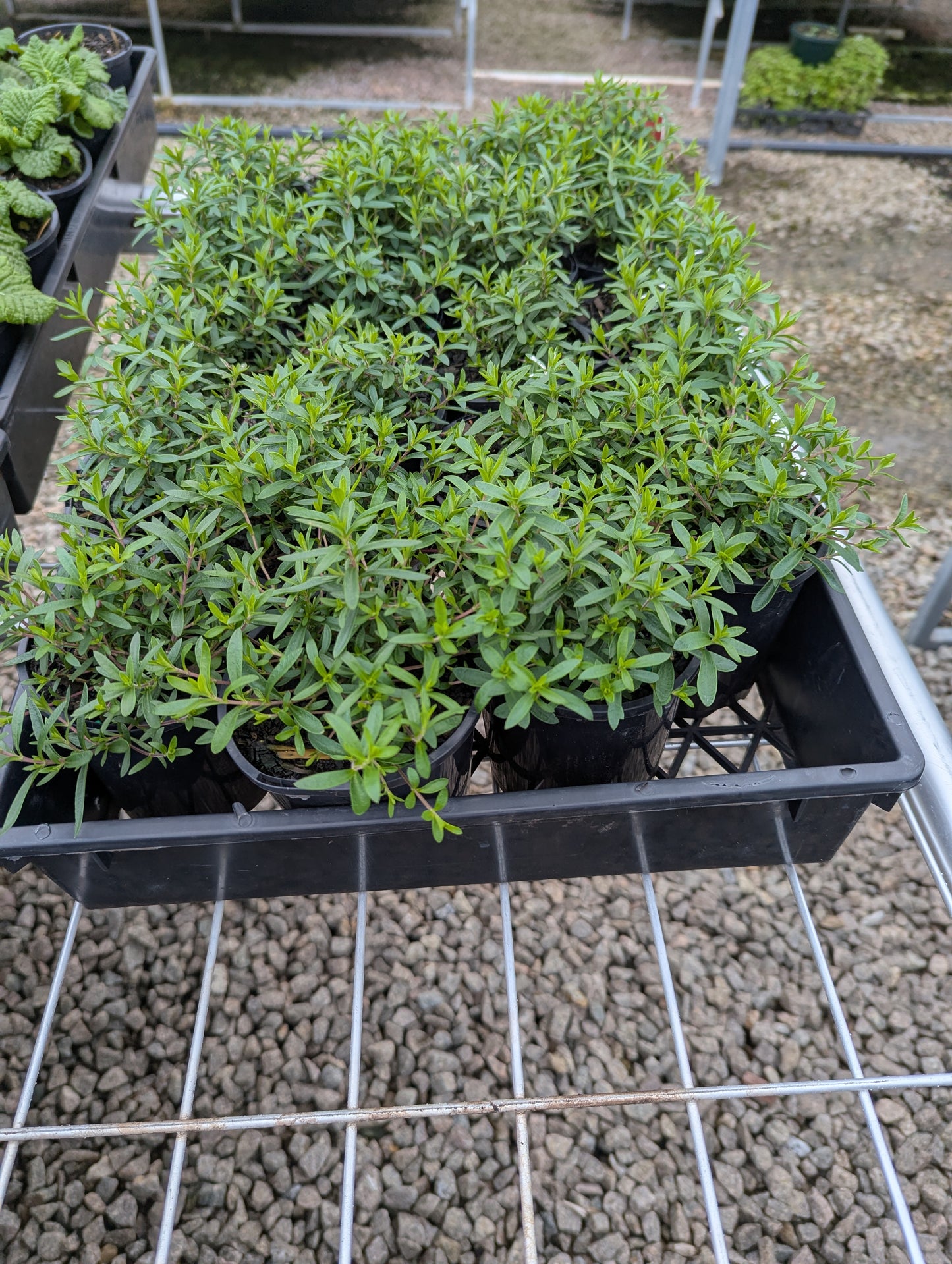 Arenaria montana