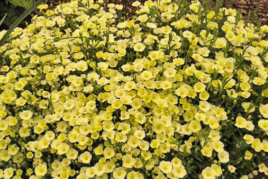 Arenaria montana Summer Lemon