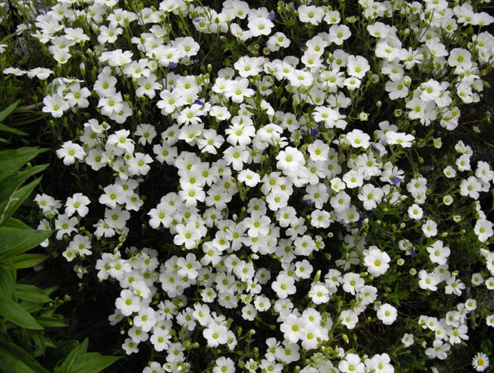 Arenaria montana Summer White