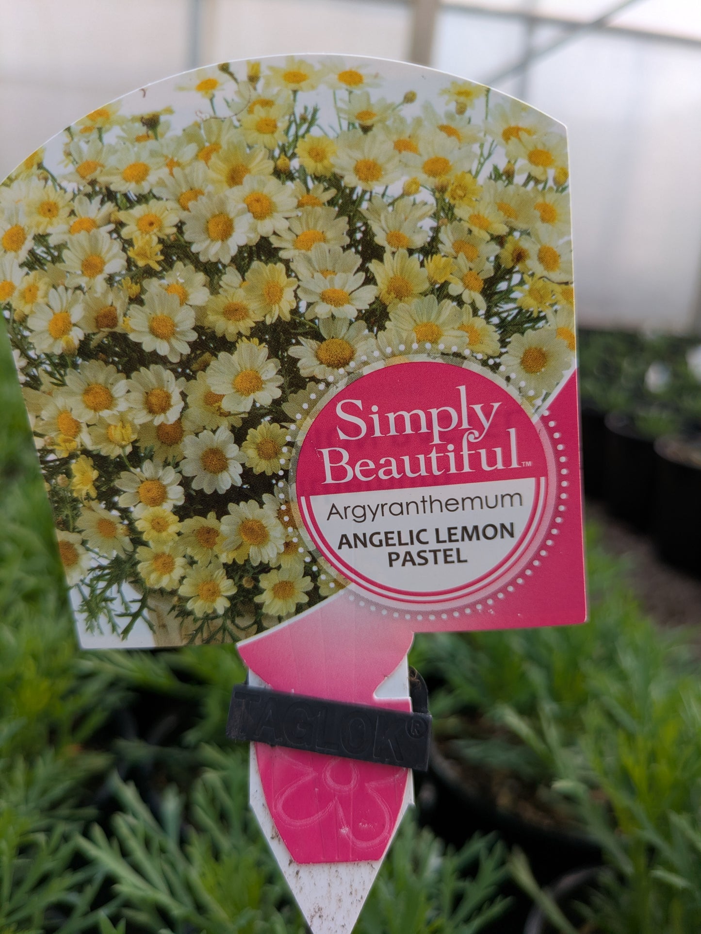 Argyranthemum Angelic Lemon Pastel