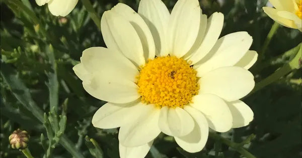 Argyranthemum Angelic Lemon Pastel