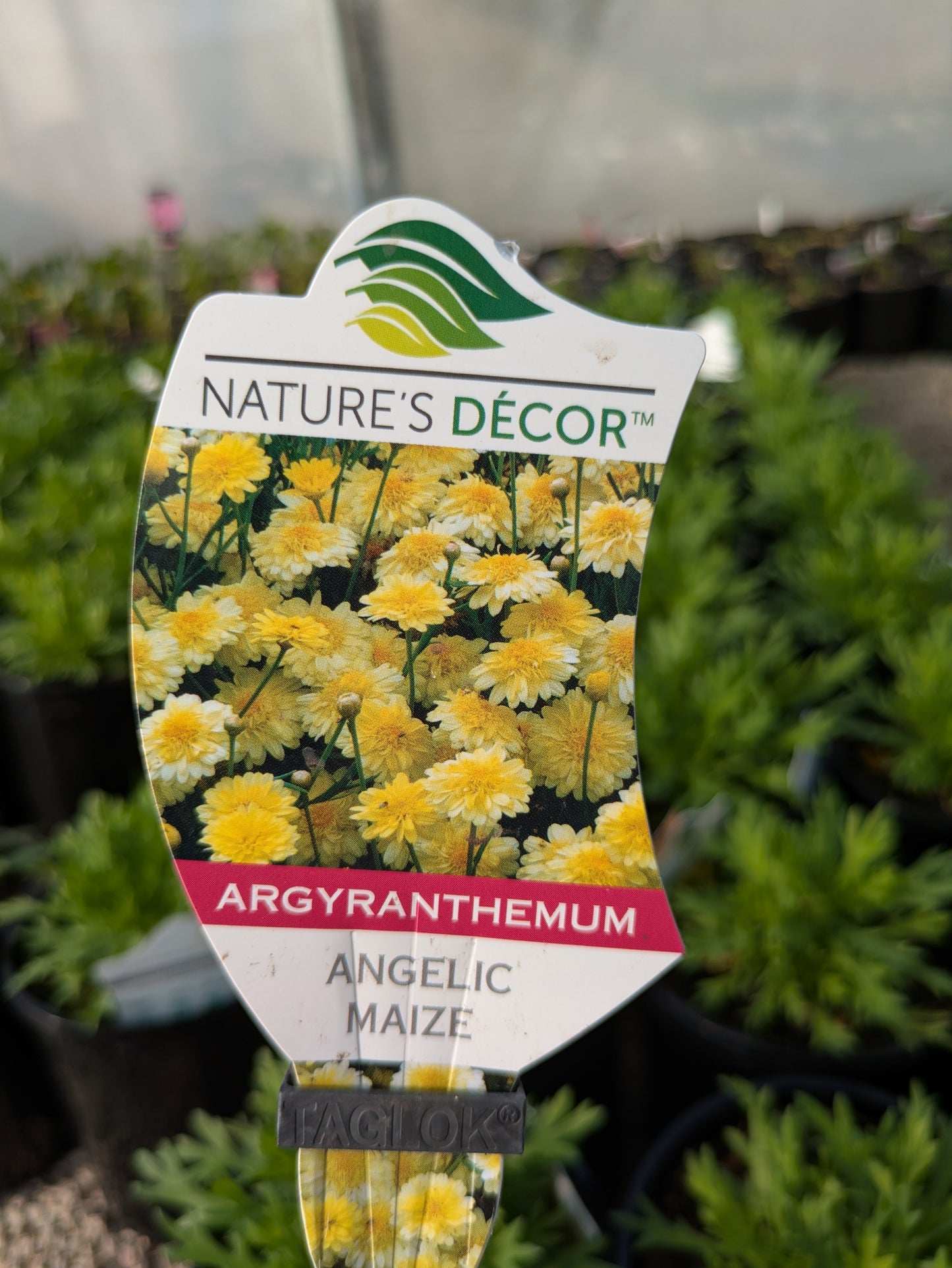 Argyranthemum Angelic Maize