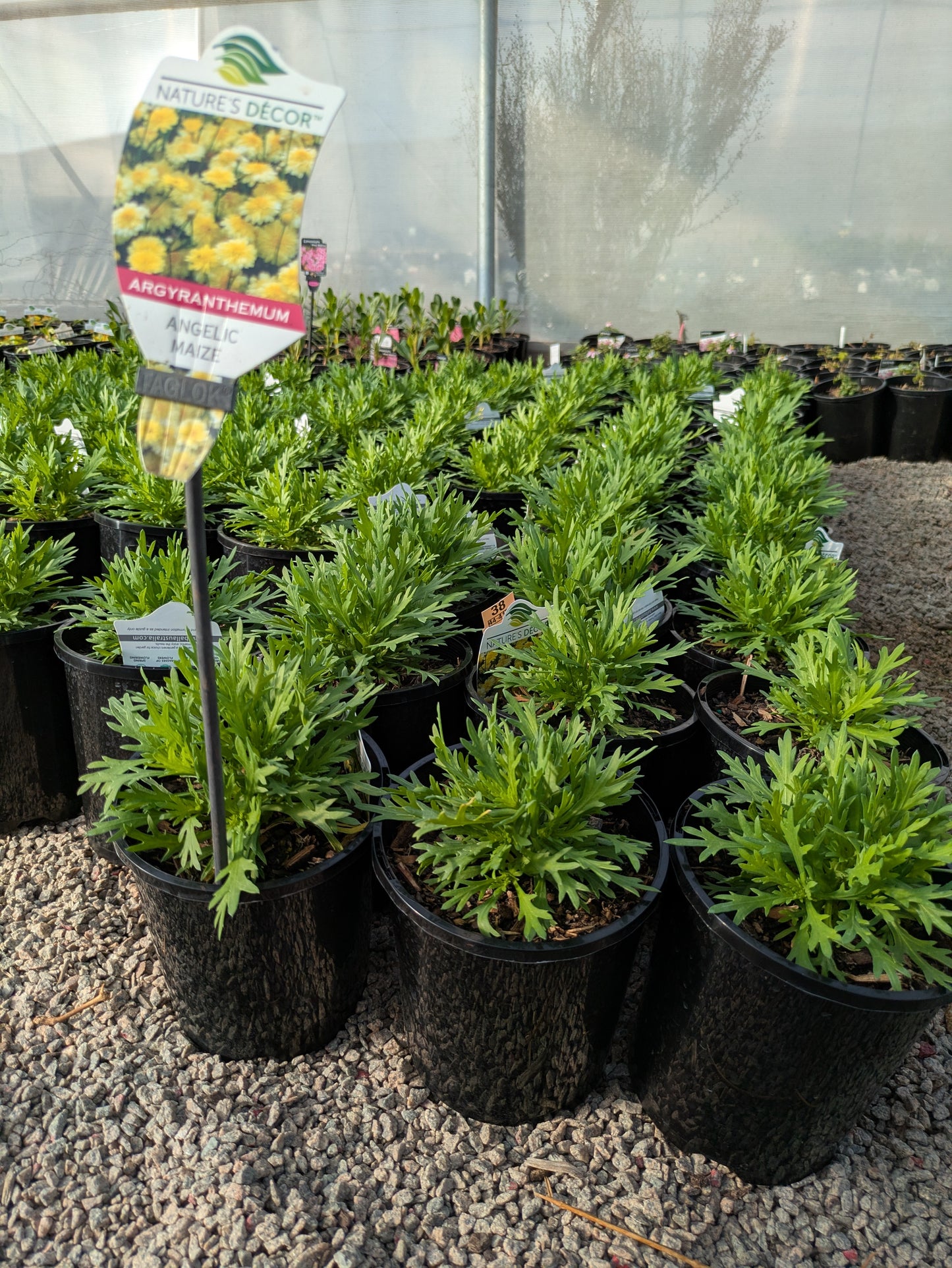 Argyranthemum Angelic Maize