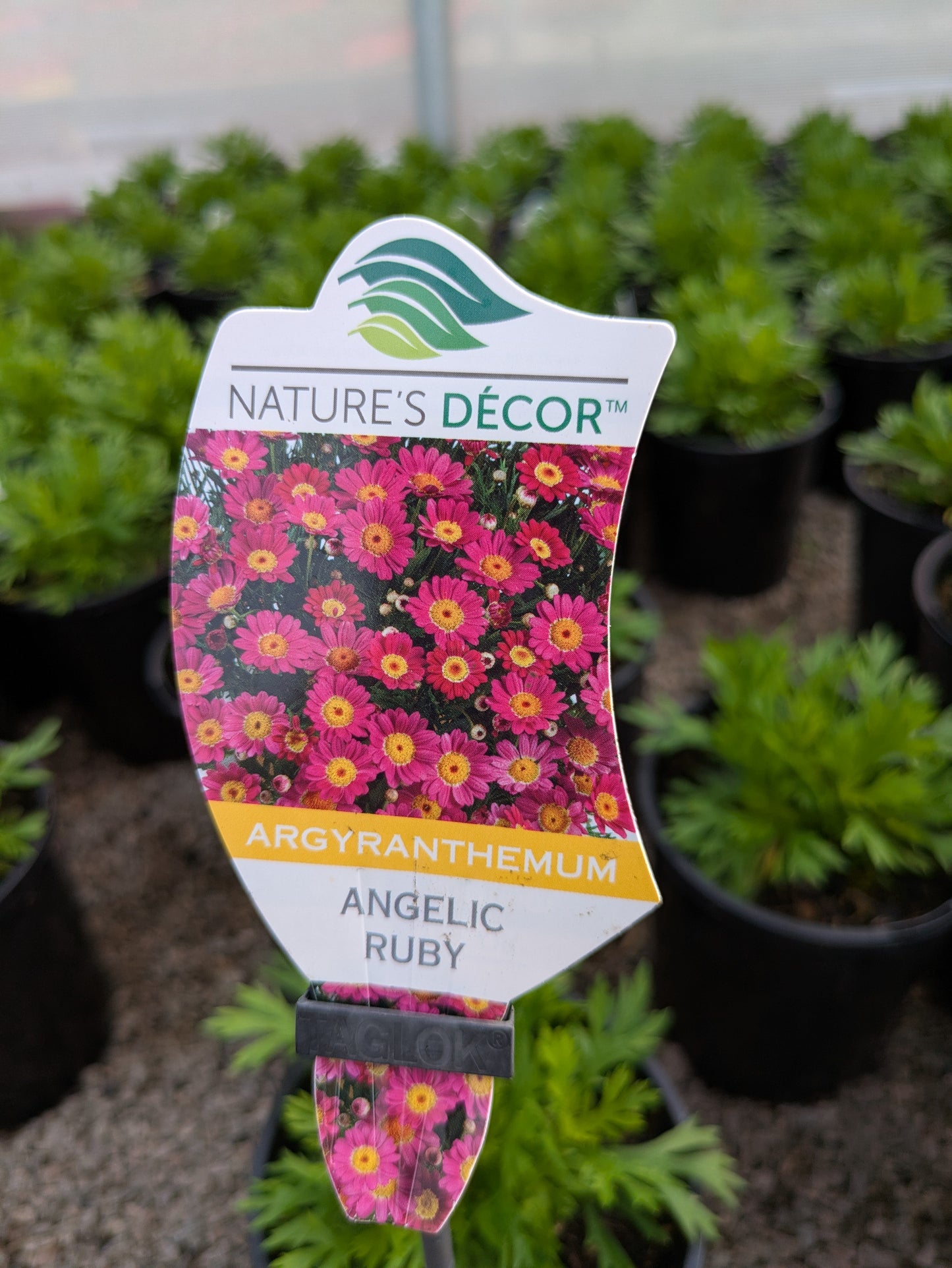 Argyranthemum Angelic Ruby