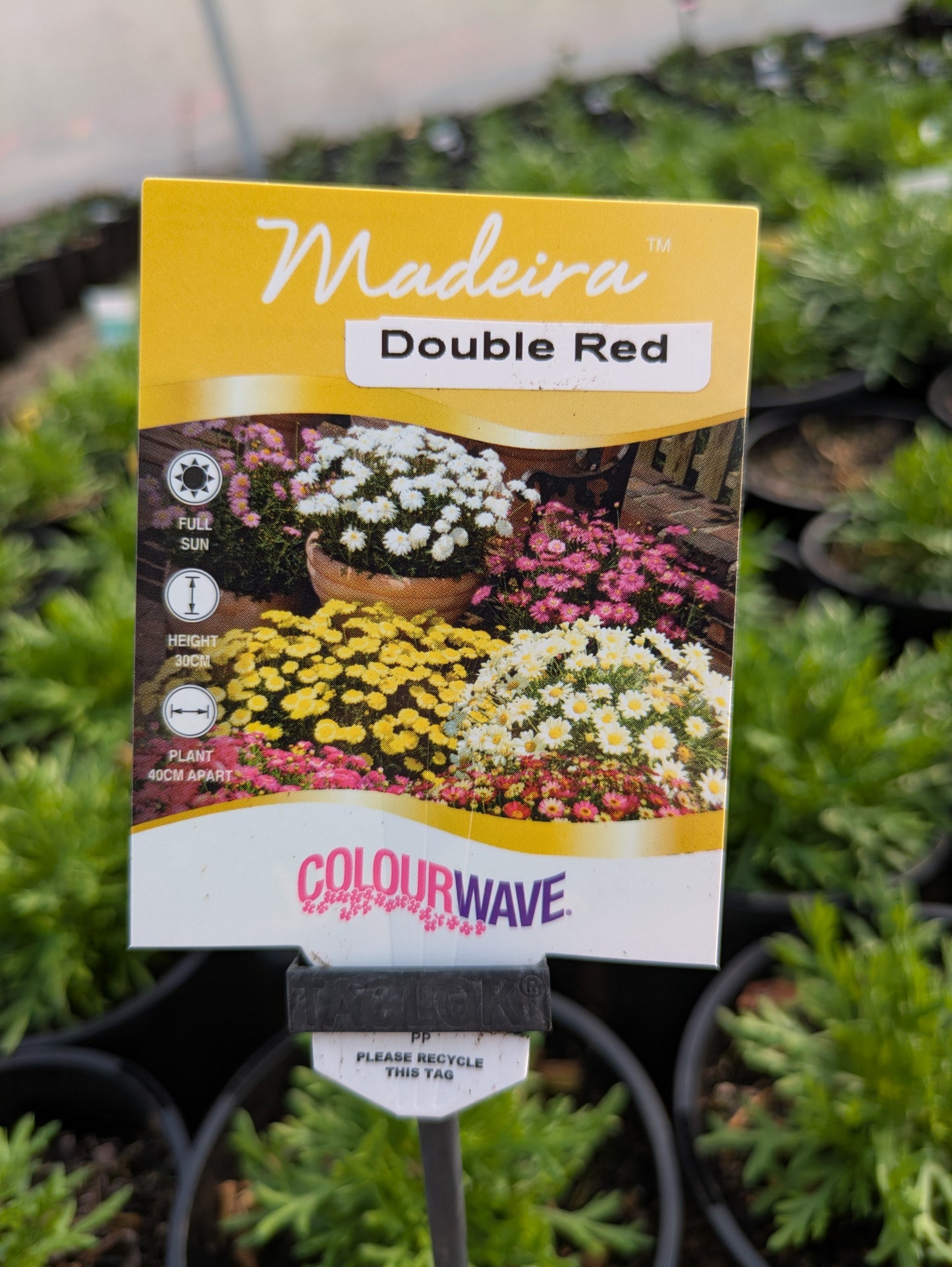 Argyranthemum Madeira Double Red