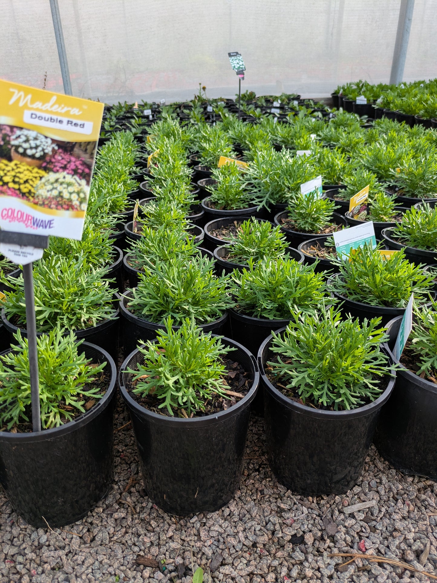 Argyranthemum Madeira Double Red