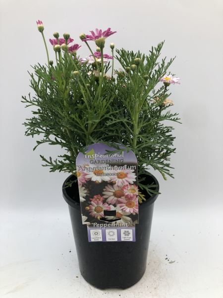 Argyranthemum Peppermint