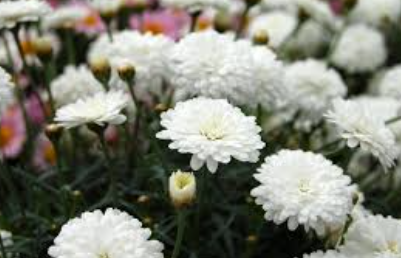 Argyranthemum Sassy Compact White
