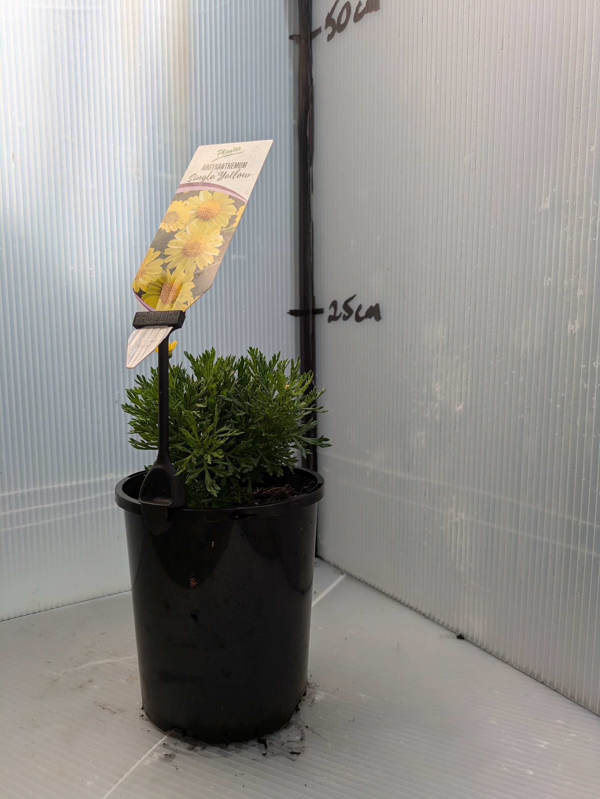 the plant broker