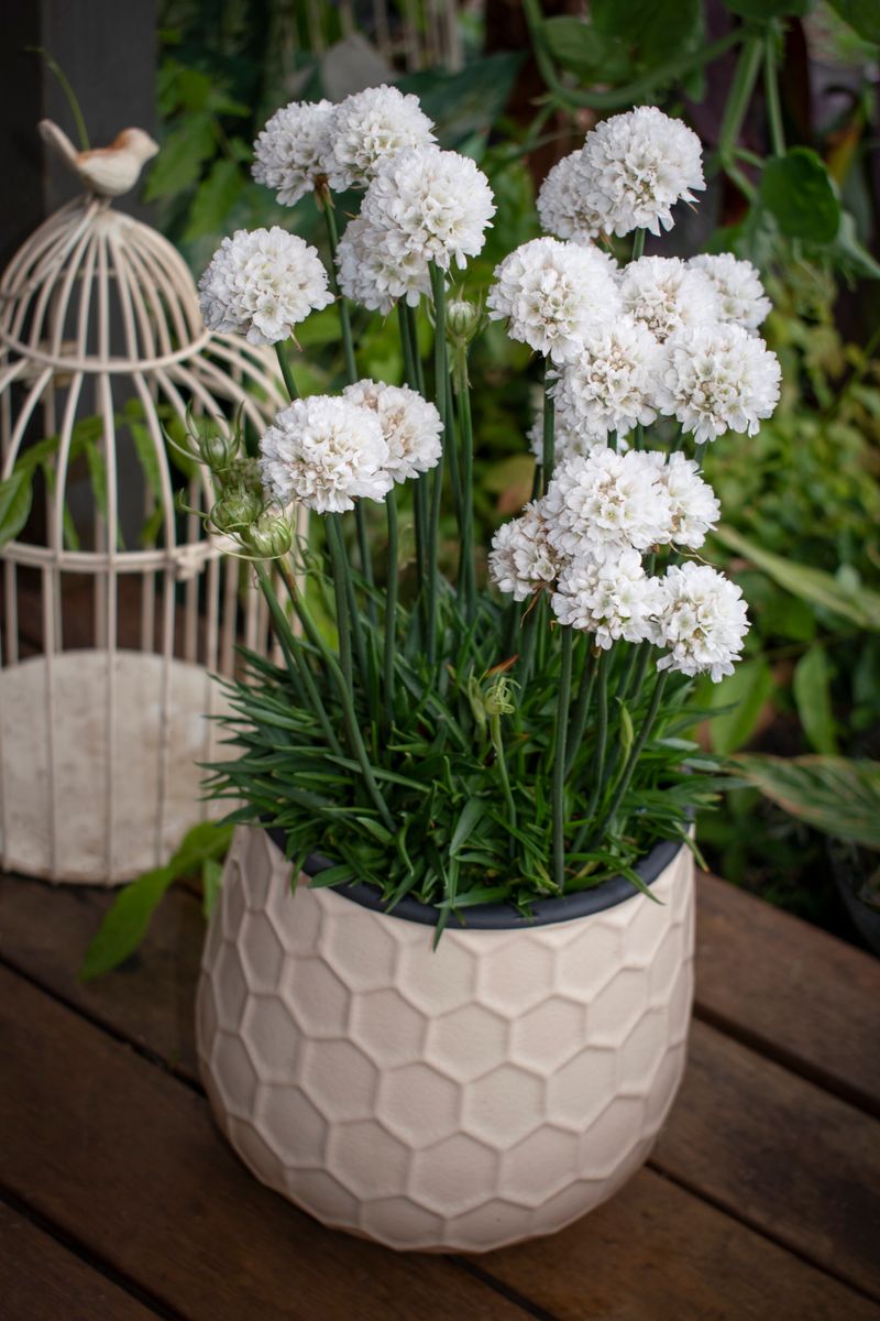 Armeria DREAMERIA® ‘Dream Clouds’