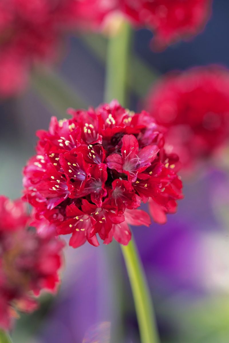 Armeria DREAMERIA® ‘Hypnotic Dreams’