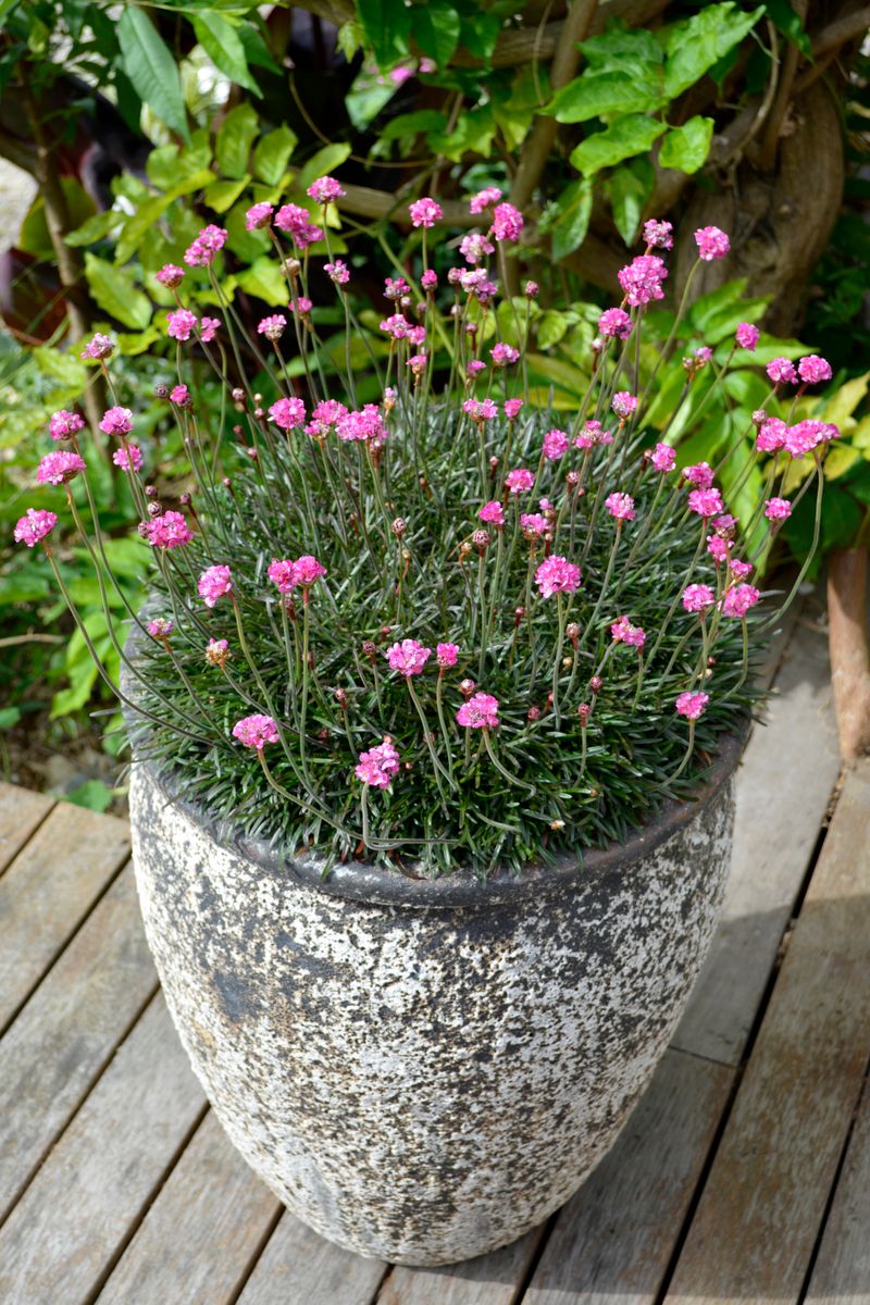 the plant broker