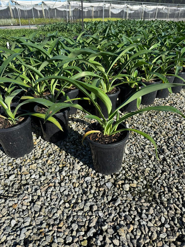 Arthropodium cirratum 'Matapouri Bay'