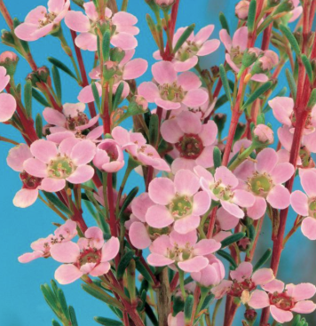 Astartea Winter pink