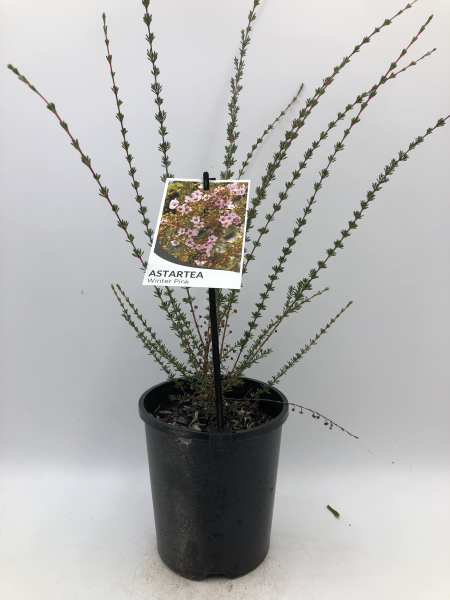 Astartea Winter pink