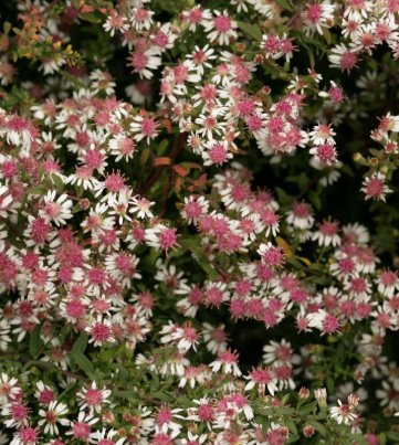 Aster Prince