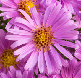 Aster novi-belgii pink